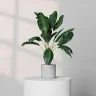pottedplant